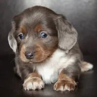 Aero, a male Miniature Dachshund for sale in Corsica, SD – Photo 3 of 3