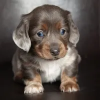 Aero, a male Miniature Dachshund for sale in Corsica, SD – Photo 1 of 3