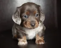 Aero, a male Miniature Dachshund for sale in Corsica, SD – Photo 1 of 3