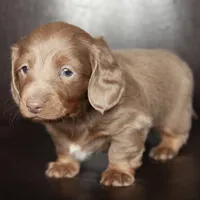 Mav, a male Miniature Dachshund for sale in Corsica, SD – Photo 1 of 2