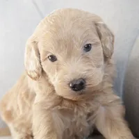 Mini Jay, a male Goldendoodle for sale in Corsica, SD – Photo 2 of 3