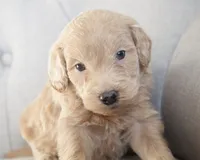 Mini Jay, a male Goldendoodle for sale in Corsica, SD – Photo 2 of 3