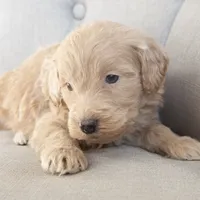 Mini Jay, a male Goldendoodle for sale in Corsica, SD – Photo 3 of 3