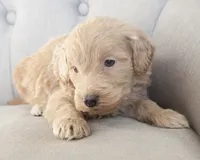 Mini Jay, a male Goldendoodle for sale in Corsica, SD – Photo 3 of 3