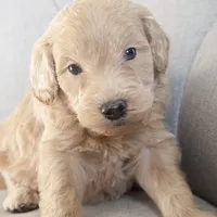 Mini Jay, a male Goldendoodle for sale in Corsica, SD – Photo 1 of 3