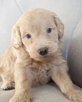Mini Jay, a male Goldendoodle for sale in Corsica, SD – Photo 1 of 3
