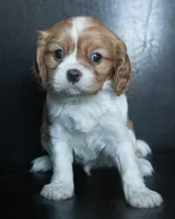 Rudy, a male Cavalier King Charles Spaniel for sale in Corsica, SD – Photo 1 of 5