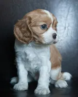 Rudy, a male Cavalier King Charles Spaniel for sale in Corsica, SD – Photo 2 of 5