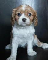 Rudy, a male Cavalier King Charles Spaniel for sale in Corsica, SD – Photo 3 of 5