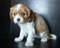Rudy, a male Cavalier King Charles Spaniel for sale in Corsica, SD – Photo 4 of 5