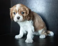 Rudy, a male Cavalier King Charles Spaniel for sale in Corsica, SD – Photo 5 of 5