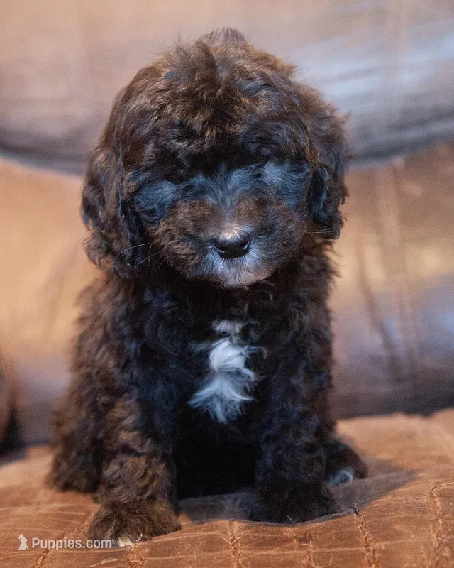 Mini Josie, a female Miniature Goldendoodle for sale in Corsica, SD – 1 of 1