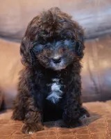 Mini Josie, a female Miniature Goldendoodle for sale in Corsica, SD – 1 of 1