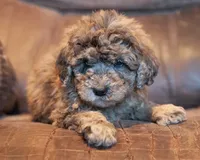 Mini Dixie, a female Miniature Goldendoodle for sale in Corsica, SD – Photo 2 of 2