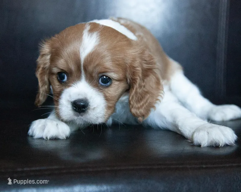Lane, a male Cavalier King Charles Spaniel for sale in Corsica, SD – Photo 1 of 2