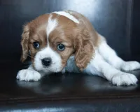 Lane, a male Cavalier King Charles Spaniel for sale in Corsica, SD – Photo 1 of 2
