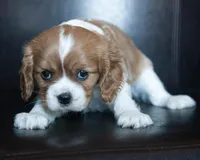 Lane, a male Cavalier King Charles Spaniel for sale in Corsica, SD – Photo 2 of 2