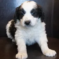 Mini Nina, a female Miniature Bernedoodle for sale in Corsica, SD – Photo 1 of 2
