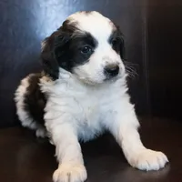 Mini Nina, a female Miniature Bernedoodle for sale in Corsica, SD – Photo 2 of 2