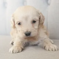 Mini Rhett, a male Miniature Goldendoodle for sale in Corsica, SD – Photo 3 of 4