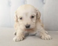 Mini Rhett, a male Miniature Goldendoodle for sale in Corsica, SD – Photo 3 of 4