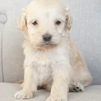 Mini Rhett, a male Miniature Goldendoodle for sale in Corsica, SD – Photo 4 of 4