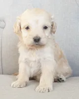 Mini Rhett, a male Miniature Goldendoodle for sale in Corsica, SD – Photo 4 of 4