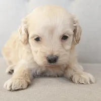 Mini Rhett, a male Miniature Goldendoodle for sale in Corsica, SD – Photo 2 of 4