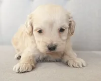 Mini Rhett, a male Miniature Goldendoodle for sale in Corsica, SD – Photo 2 of 4