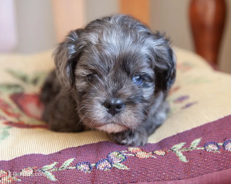 Brooks, a male Cavapoo for sale in Corsica, SD – Photo 1 of 3