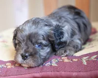 Brooks, a male Cavapoo for sale in Corsica, SD – Photo 2 of 3
