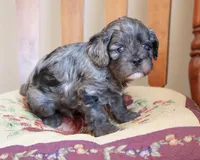 Brooks, a male Cavapoo for sale in Corsica, SD – Photo 3 of 3