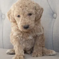 Mini Cole, a male Goldendoodle for sale in Corsica, SD – Photo 4 of 4