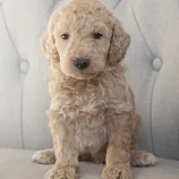 Mini Cole, a male Goldendoodle for sale in Corsica, SD – Photo 1 of 4