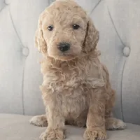 Mini Cole, a male Goldendoodle for sale in Corsica, SD – Photo 2 of 4