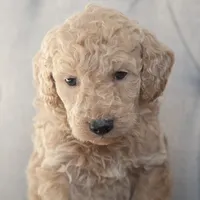 Mini Cole, a male Goldendoodle for sale in Corsica, SD – Photo 3 of 4