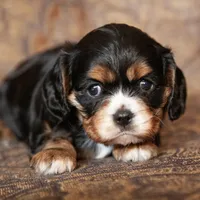 Piper, a female Cavalier King Charles Spaniel for sale in Corsica, SD – 1 of 1