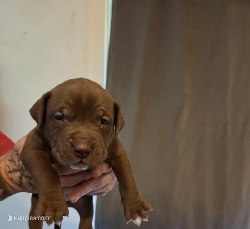 Two  – American Pit Bull Terrier puppy for sale in Buffalo, NY