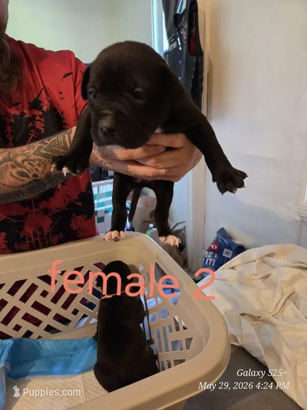 F 2 – American Pit Bull Terrier puppy for sale in Buffalo, NY