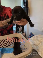 F 2, a female American Pit Bull Terrier for sale in Buffalo, NY – 1 of 2