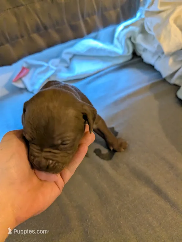 One  – American Pit Bull Terrier puppy for sale in Buffalo, NY