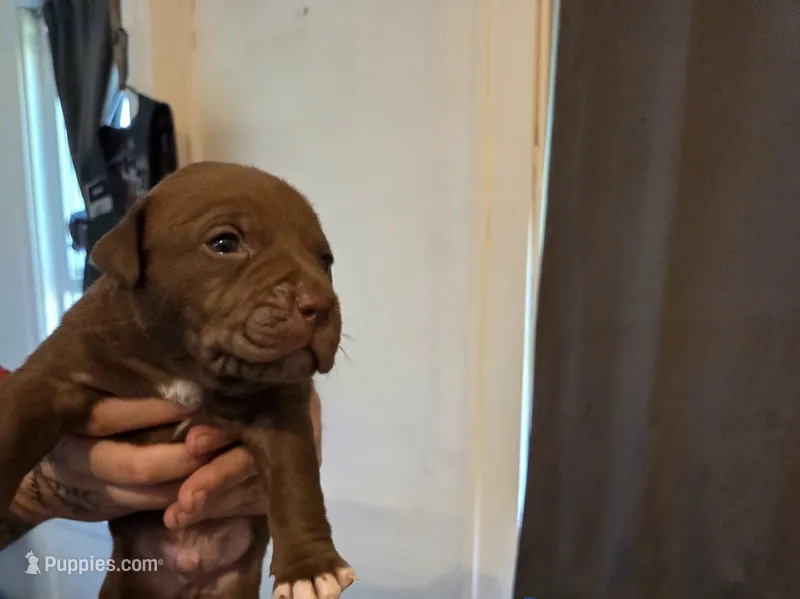 Three – American Pit Bull Terrier puppy for sale in Buffalo, NY
