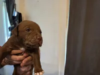 Three, a male American Pit Bull Terrier for sale in Buffalo, NY – 1 of 2