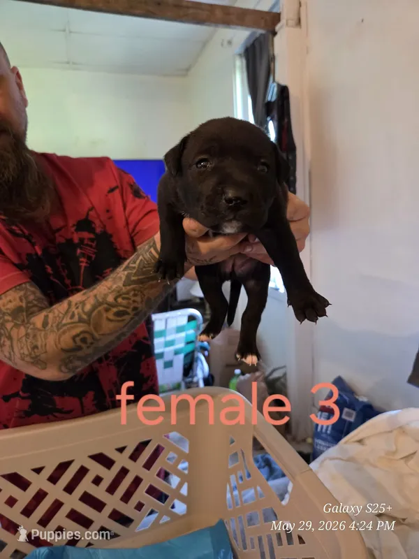 F 3 – American Pit Bull Terrier puppy for sale in Buffalo, NY