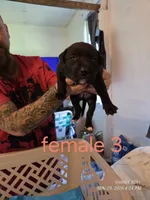 F 3, a female American Pit Bull Terrier for sale in Buffalo, NY – 1 of 2