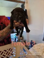 F 3, a female American Pit Bull Terrier for sale in Buffalo, NY – 2 of 2