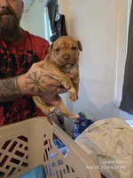 F 1, a female American Pit Bull Terrier for sale in Buffalo, NY – 3 of 3