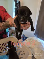 F 2, a female American Pit Bull Terrier for sale in Buffalo, NY – 2 of 2
