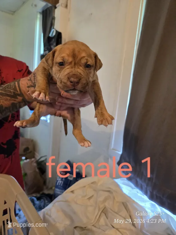 F 1 – American Pit Bull Terrier puppy for sale in Buffalo, NY