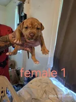 F 1, a female American Pit Bull Terrier for sale in Buffalo, NY – 1 of 3